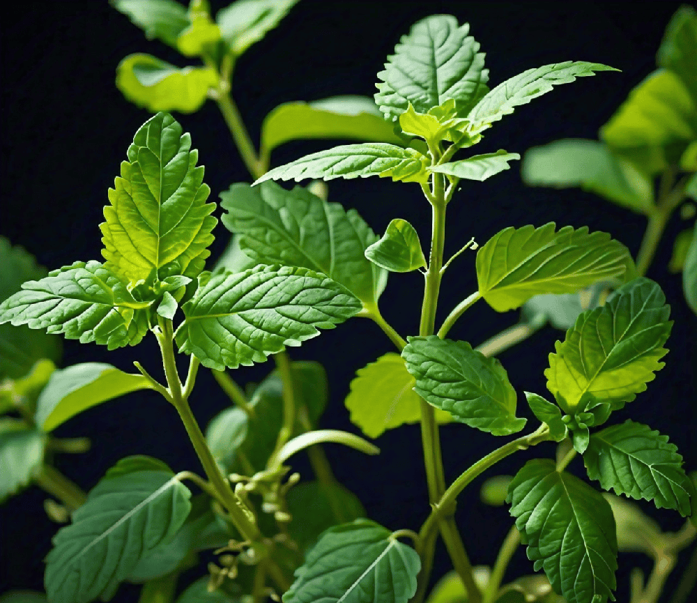 Tulsi leaves or plants